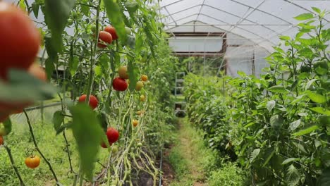orbiting around tomato on vine in small micro farm greenhouse - slow motion cinematic gimbal shot,
