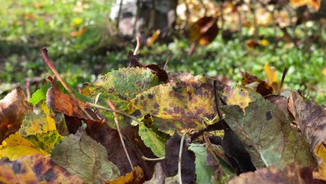 falling dry leaves sweep using lawn rake wire during fall season, close up shot