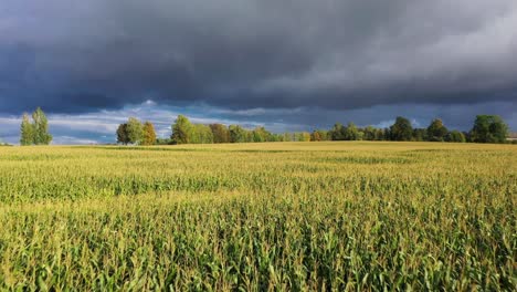 Strahlender-Sonnenschein-Auf-Endlosem-Maisfeld-Mit-Massiven-Dunklen-Wolken-Am-Horizont,-Fliege-Vorwärts