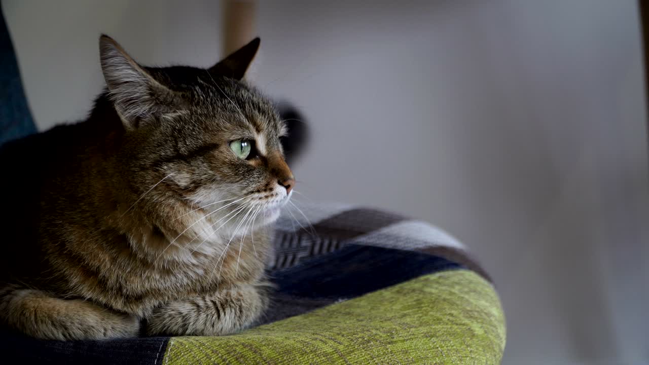 Interno. Il gatto è seduto su una sedia