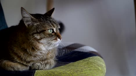 el gato se sienta en una silla.