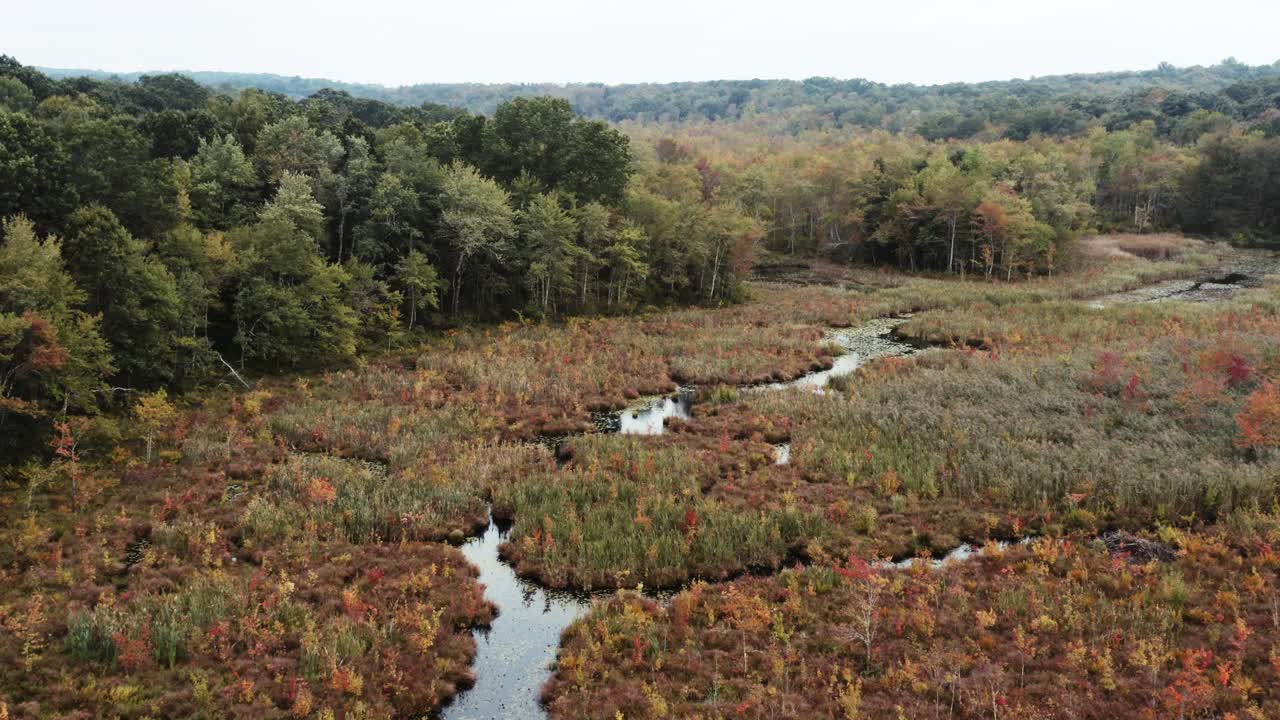 Wetlands in Fall Coloured Forest Aerial Tracking Forward 4K