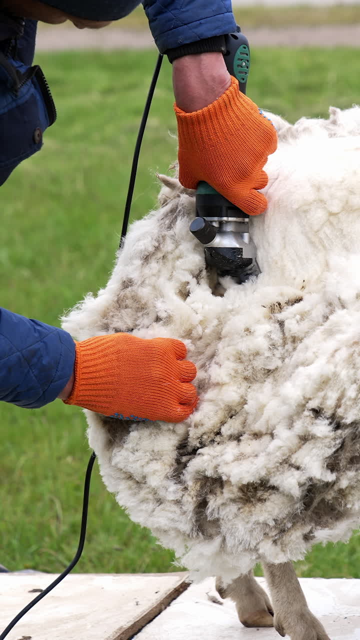 Shearing adult sheep for wool