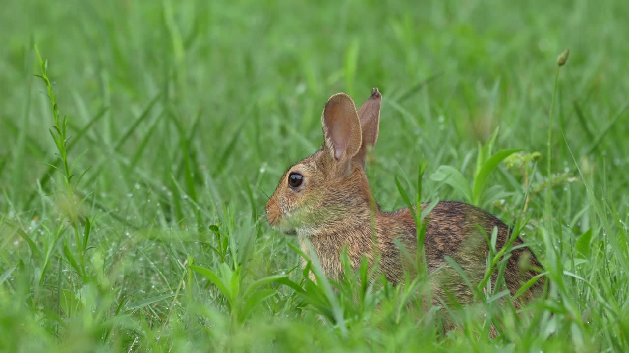 un joven conejo de cola de algodón en busca de hierba de elección cae en la hierba de rocío en una mañana de verano antes de saltar lejos de la cámara