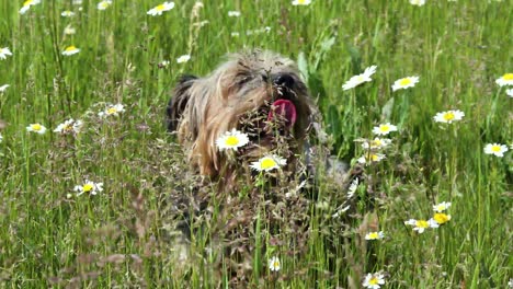 old muzzle yorkish terrier with his tongue hanging out sits in a field with daisies on a hot summer day