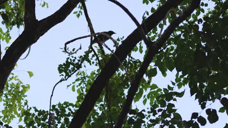 el pájaro se mueve a través de las ramas de hojas en el árbol