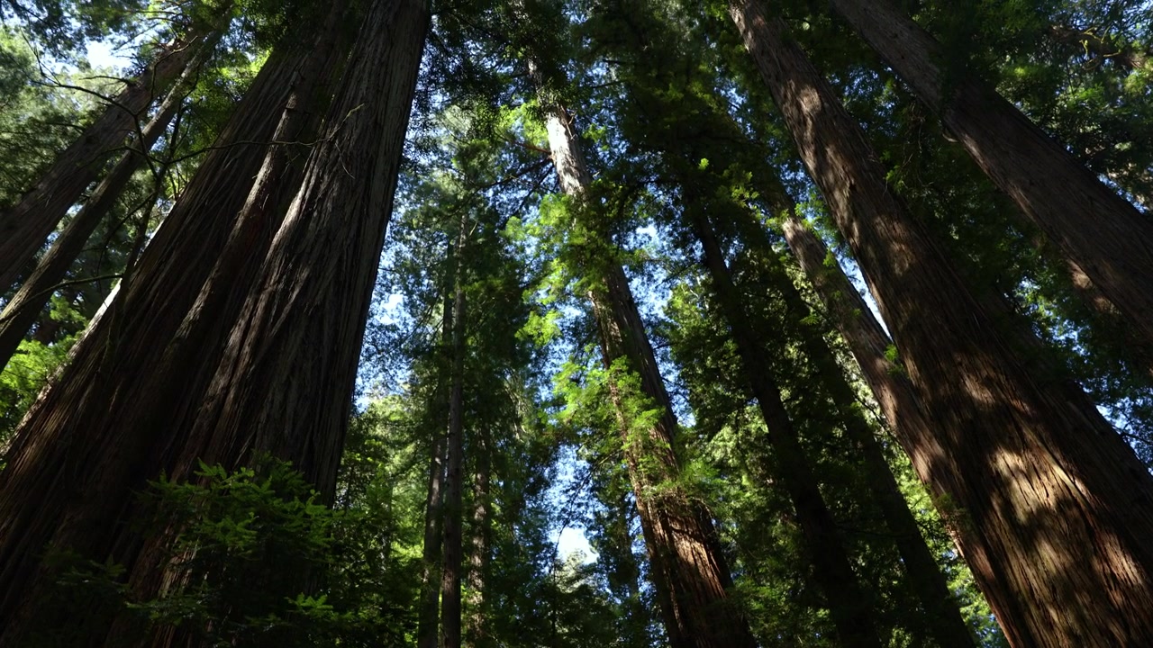 Imponenti alberi di sequoia drammatici in California, rivelazione con inquadratura dal basso verso l'alto
