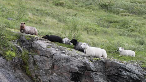 Norwegian sheep herd on cliff, spælsau
