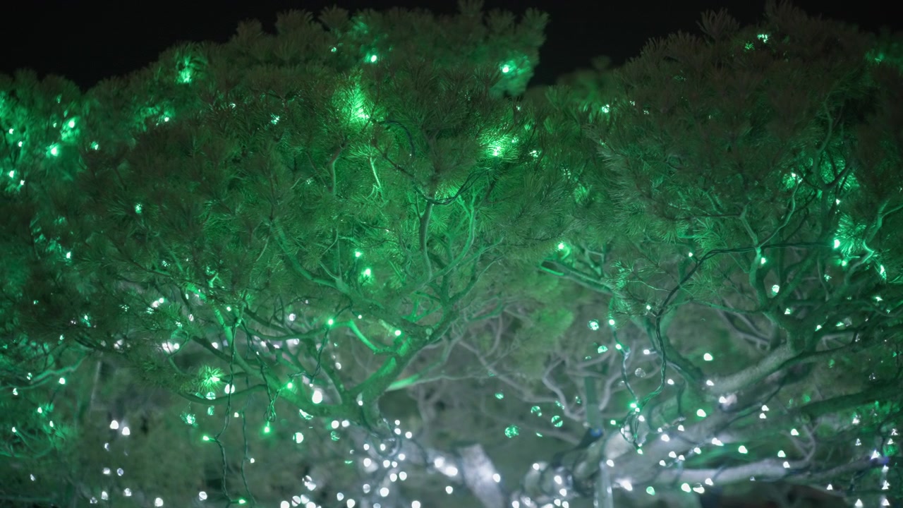 Albero decorato con luci verdi di notte.