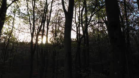 Sun-shining-through-trees-in-calm-forest