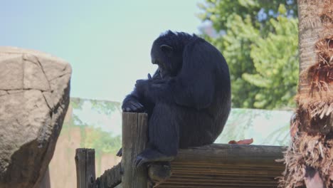 chimpanzee sitting calmly, grooming itself in zoo enclosure