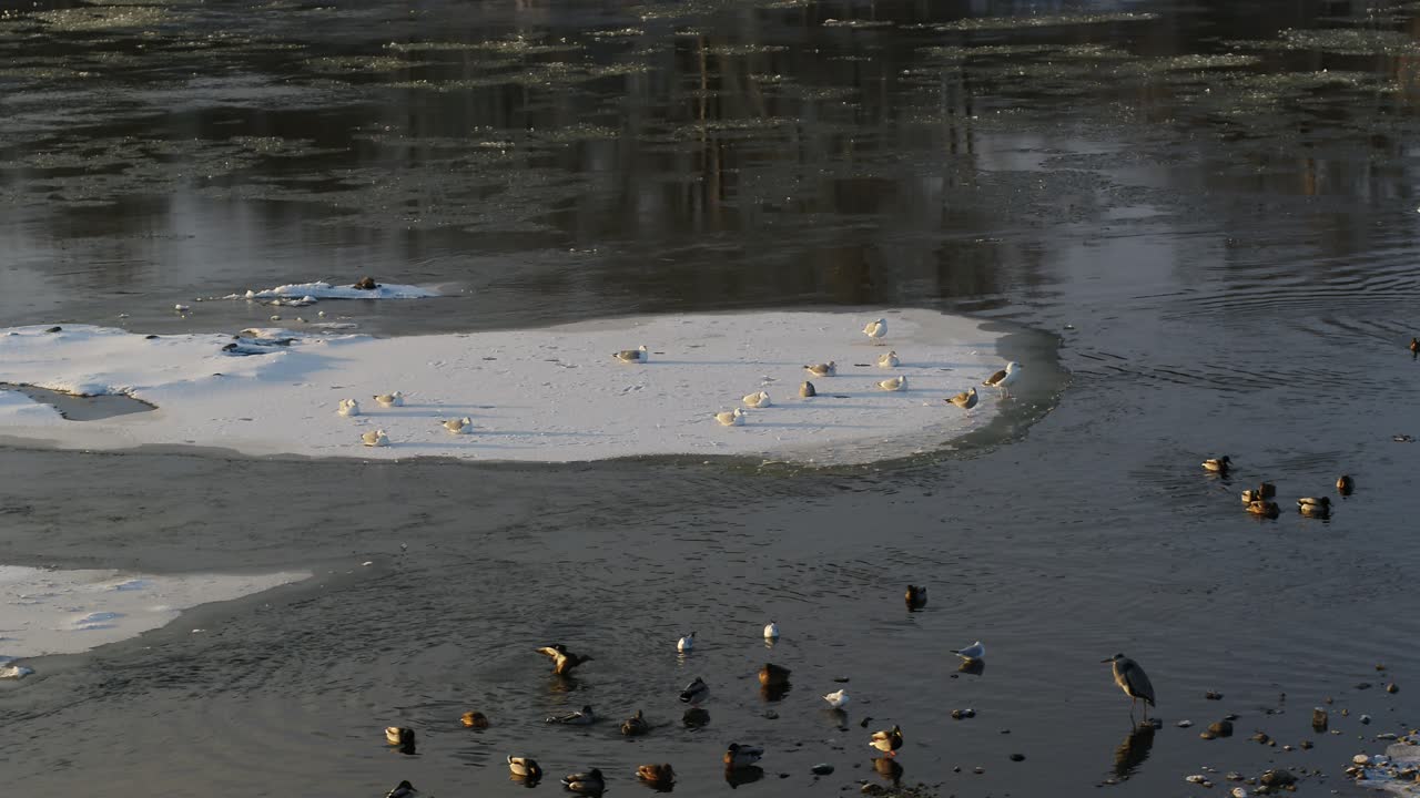 무인 항공기 공중에서 새를 볼 수 있습니다. 겨울 시즌
