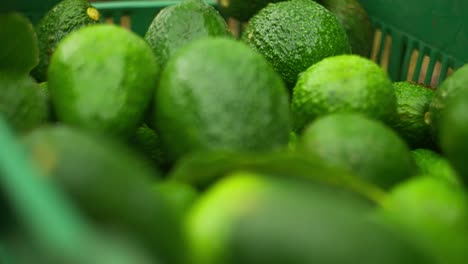 detalle en cámara lenta de primer plano de aguacates en una caja en una granja en michoacán en un día nublado