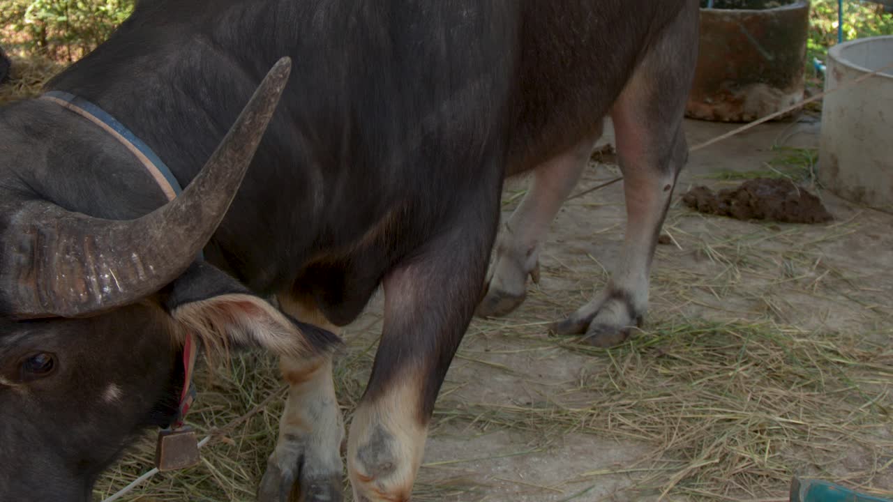 Primo piano di un bufalo acquatico cornuto in piedi sulla paglia in una fattoria rurale.