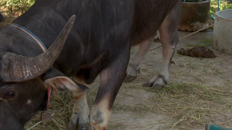 Primo piano di un bufalo acquatico cornuto in piedi sulla paglia in una fattoria rurale.