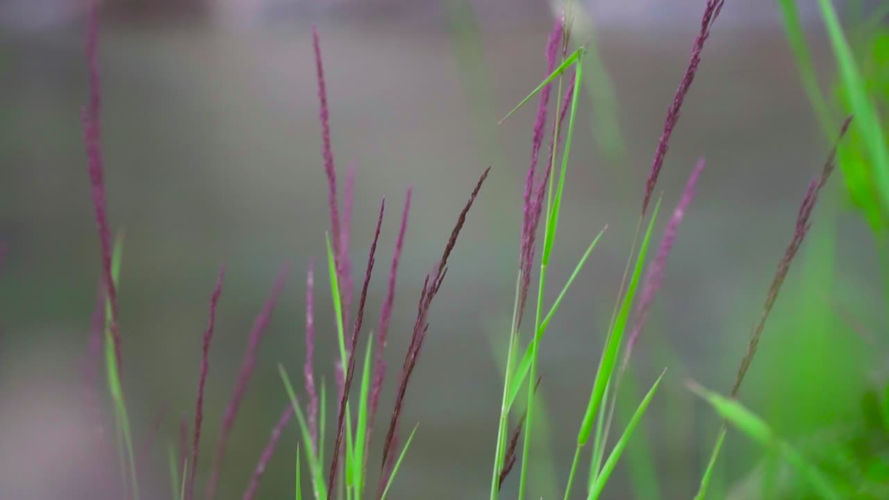 Close up of green and purple reeds blowing in the wind, with a river running behind.