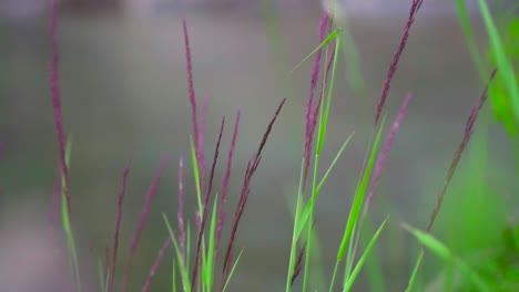 close up of green and purple reeds blowing in the wind, with a river running behind.