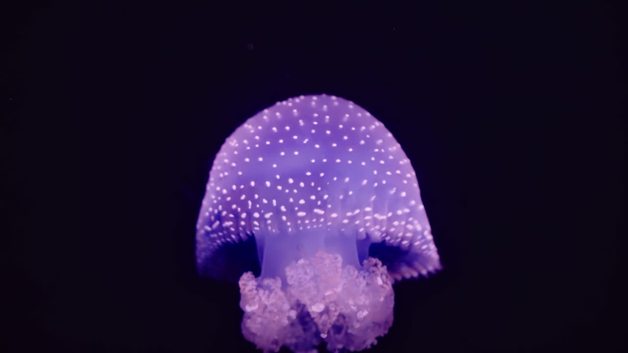 Glowing in deep blue light, Phyllorhiza punctata drifts gently, its luminous bell dotted with white and trailing oral arms