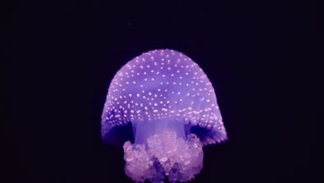 glowing in deep blue light, phyllorhiza punctata drifts gently, its luminous bell dotted with white and trailing oral arms