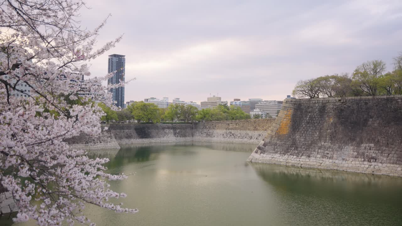 Osaka Castle Moat, Beautiful Sakura Cherry Blossoms in Japan 4k