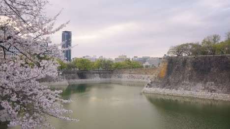 osaka castle moat, beautiful sakura cherry blossoms in japan 4k