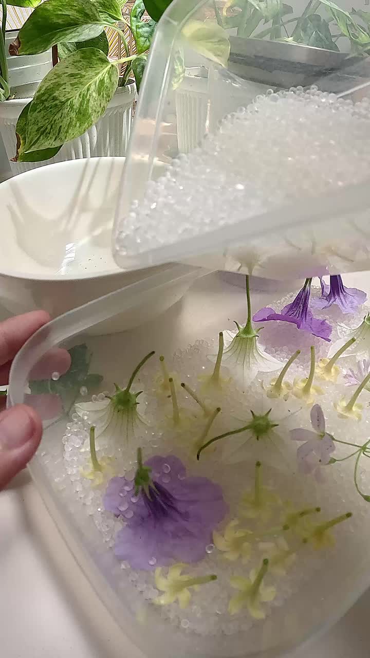 Pouring silica beads over fresh flowers inside a container in the process of drying and preserving them