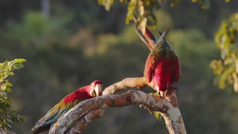 a loving green-winged macaw duo strengthens their bond with tender synchronized walking on the branch together while preening in peru’s rainforest.
