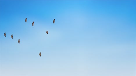 birds flying in the blue sky loop animation background silhouette on dark purple sky background