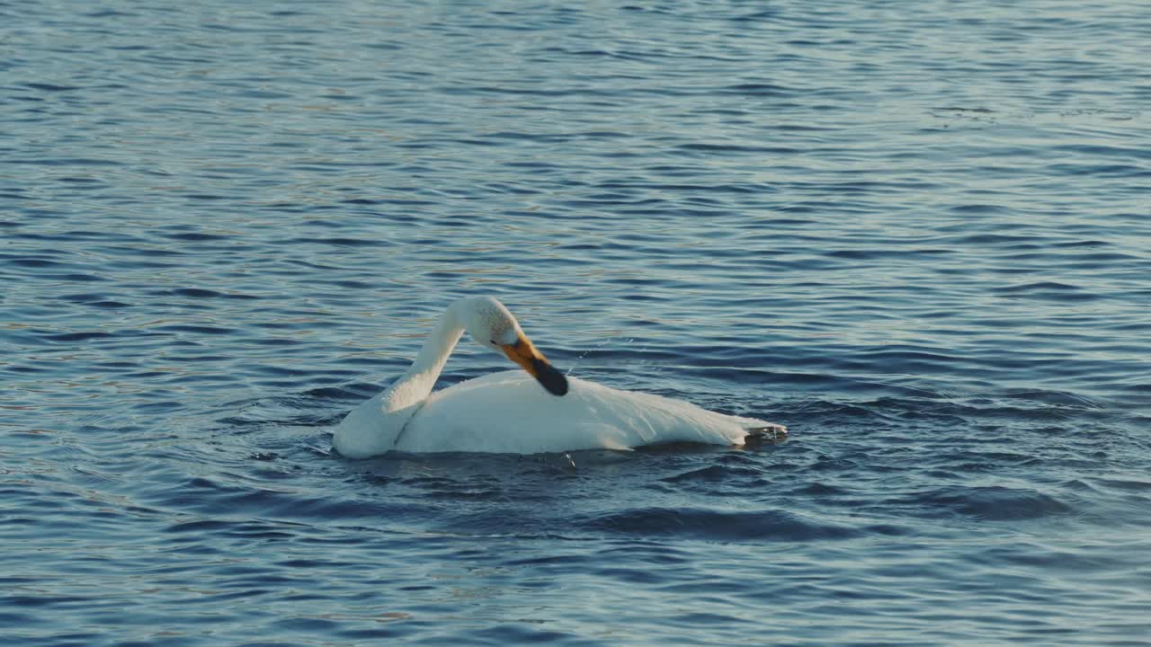 Swan Swimming and Diving in a Lake