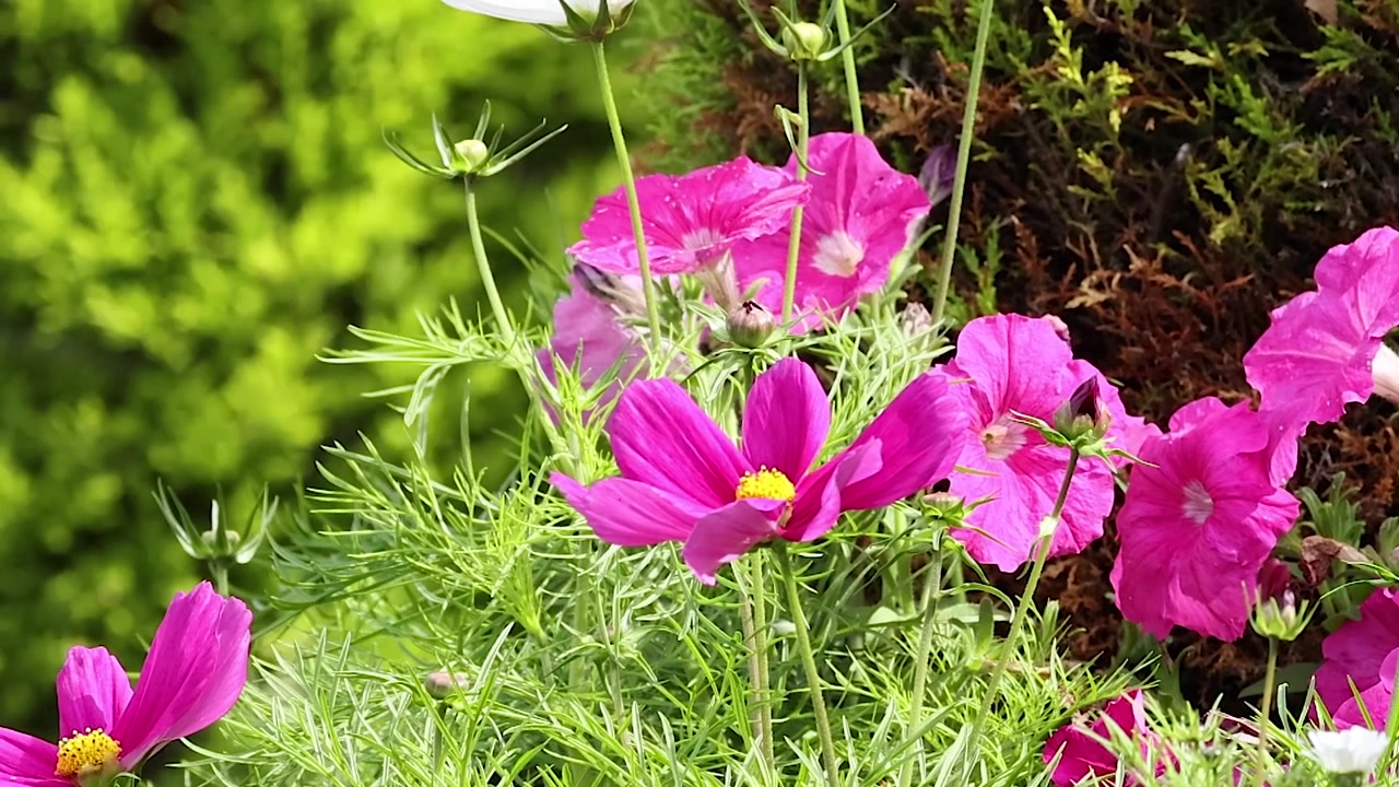 Close-up of bright pink cosmos flowers swaying gently in a sunny summer garden landscape.
