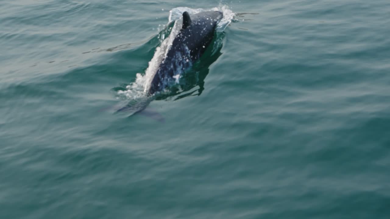 Dolphin swimming through the clear waters of the Mar Tropical de Grau Reserve, Peru