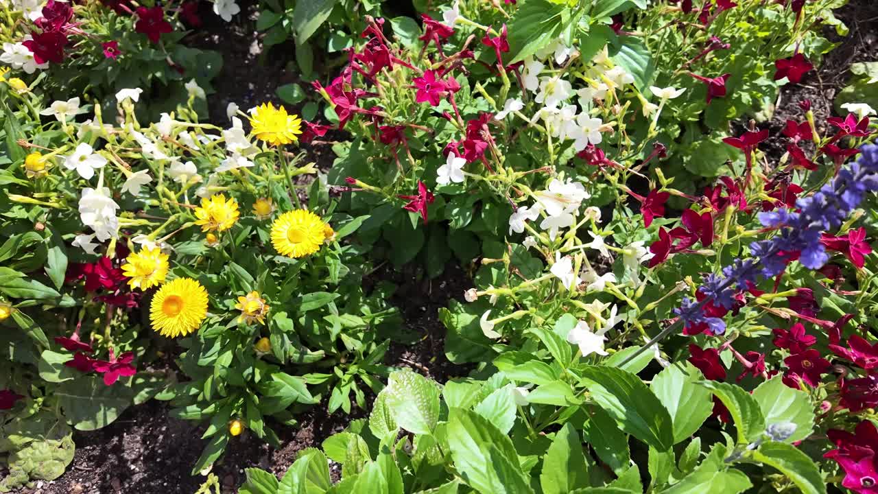 camera gliding over a colorful natural flower bed