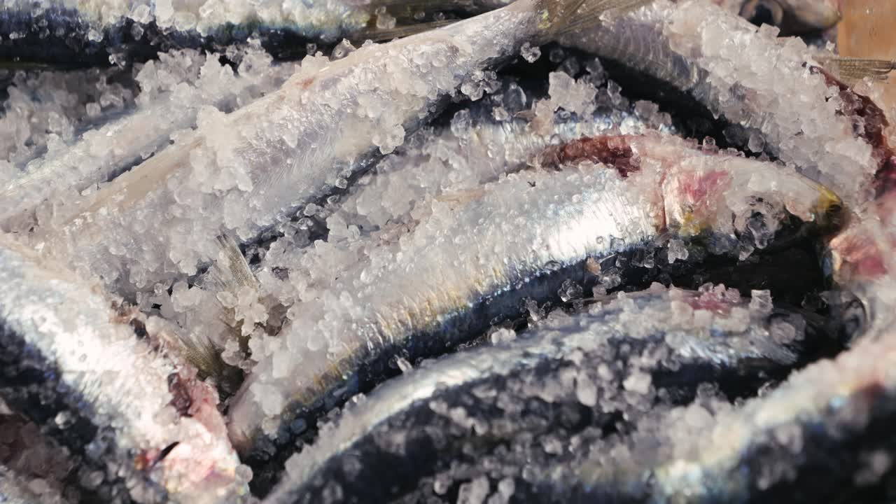 Fresh Sardines on Ice
