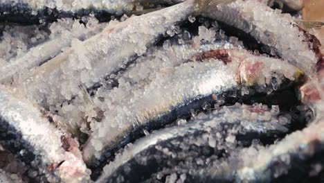 fresh sardines on ice