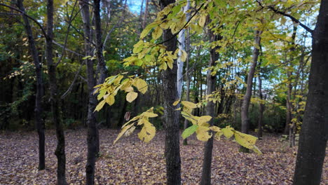 paisaje forestal de otoño