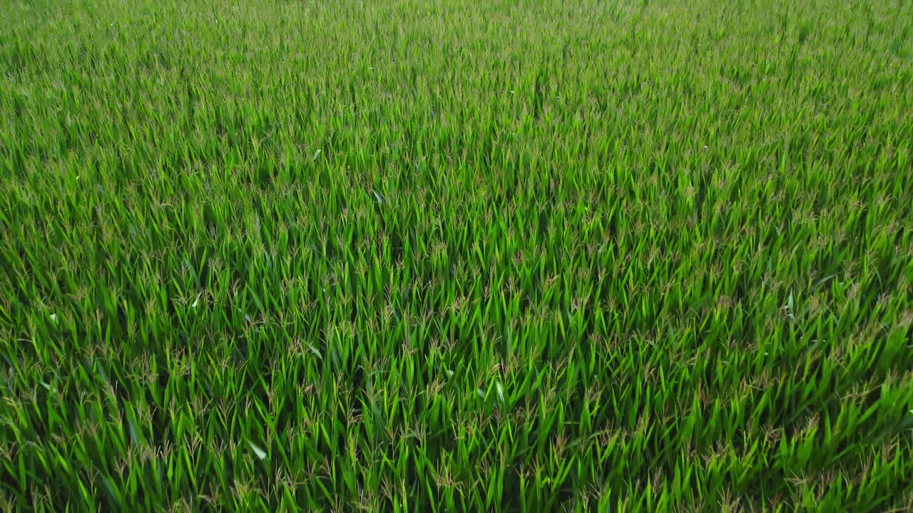Speedy flight over a cornfield blowing in the wind, drone shot