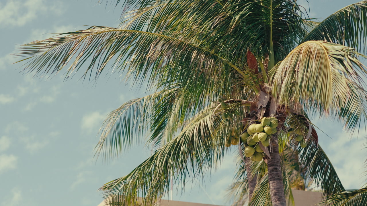 Tropical getaway and island lifestyle with palm trees bearing coconuts against a blue sky.