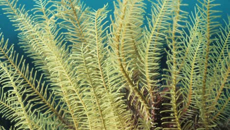 un crinoideo amarillo brillante contrastado con el agua azul del océano