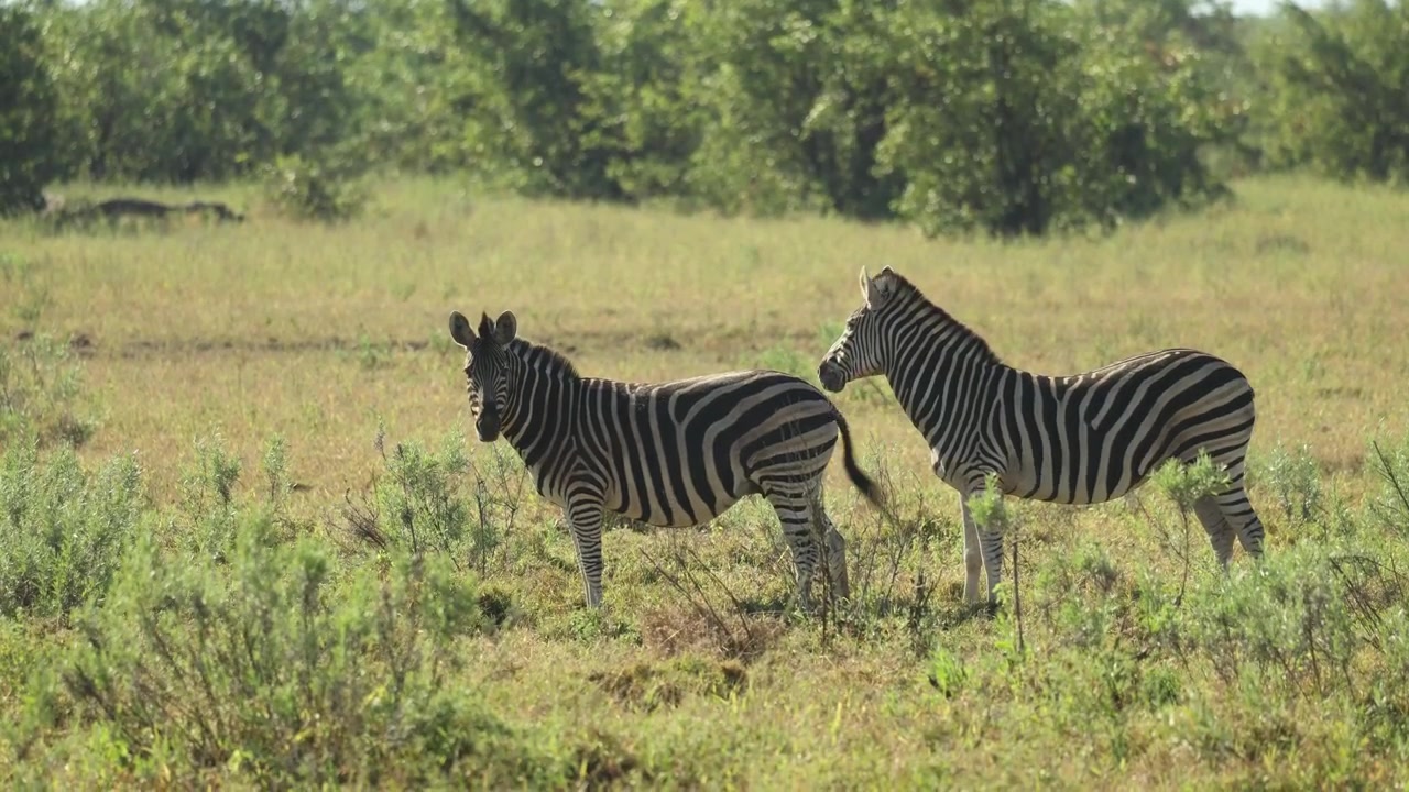 Due zebre di pianura in piedi nella prateria del Parco Nazionale Kruger, Sudafrica