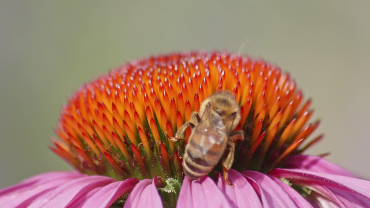 disparo macro de una abeja en una flor de cono púrpura