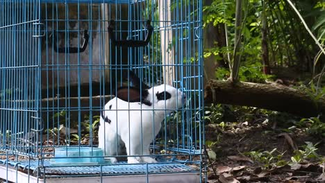 Kaninchen-In-Einem-Blauen-Eisenkäfig