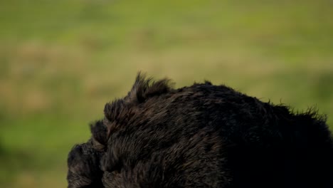 Close-up-profile-shot-of-ostrich-head-lowering-to-the-ground,-selective-focus