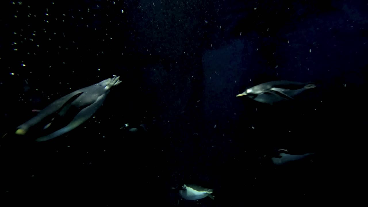 은 수족관 에 전시 된 물  에서 우아 하게 수영 한다