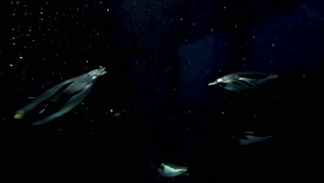 los pingüinos nadan con gracia bajo el agua en la exhibición del acuario.