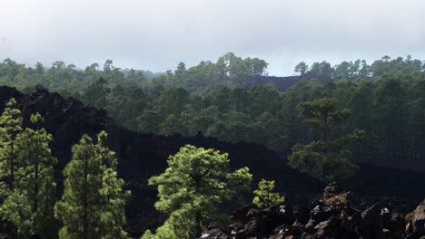 Scenic-landscape-at-Teide-National-Park-in-Tenerife-in-Canary-Islands-of-Spain,-volcanic-nature,-green-trees,-slow-low-moving-clouds-over-the-mountains,-sunny-day,-wide-shot