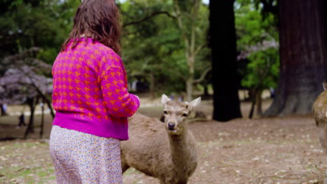 Female-Tourist-Feeding-The-Deer-In-Nara-Park,-Japan---Medium-Shot