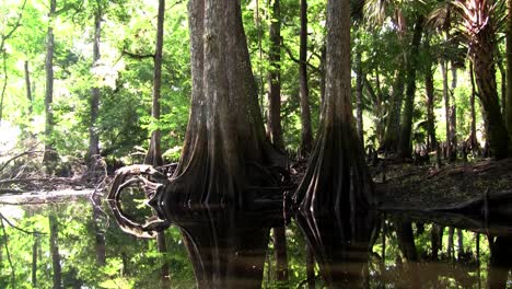 POPV-from-a-boat-traveling-through-a-mangrove-swamp