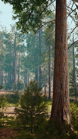 tall redwood trees in a forest