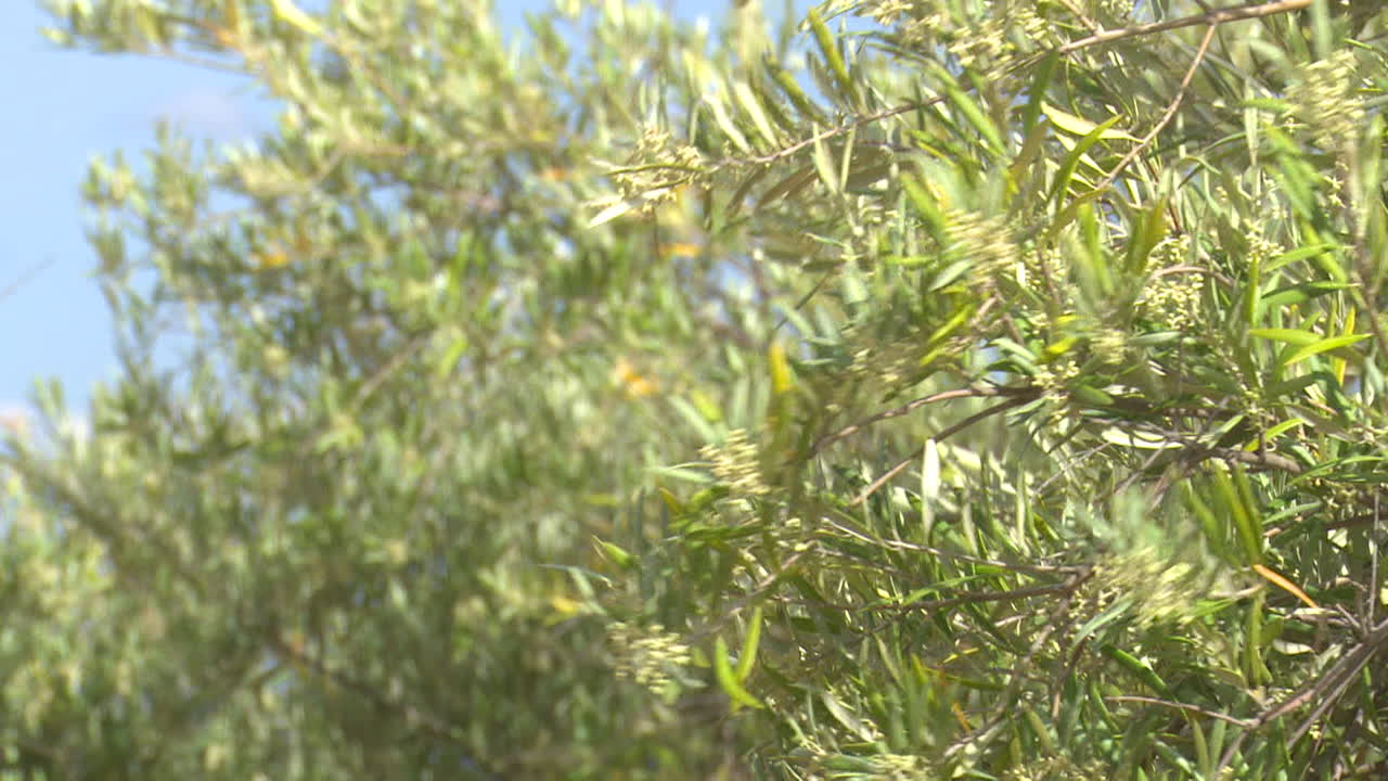 올리브 나무 가지와 잎