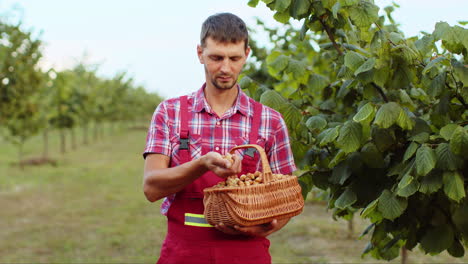 Happy-man-agronomist-shows-good-harvest-of-raw-hazelnuts-holding-full-nuts-basket-in-hands-in-garden